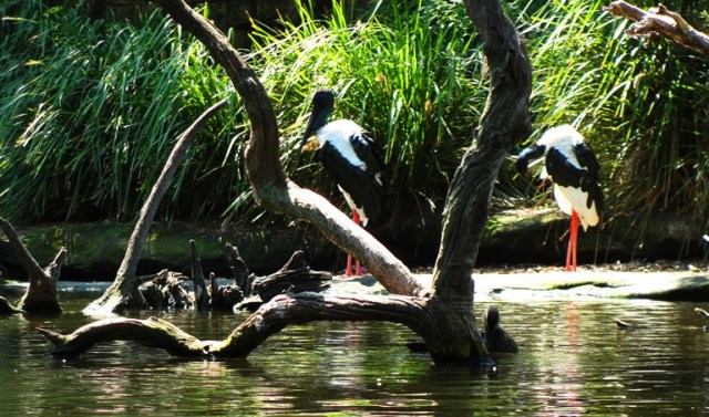 Black-necked Stork (Ephippiorhynchus asiaticus) - Taronga Zoo - Valentine Couple - Bird Couple