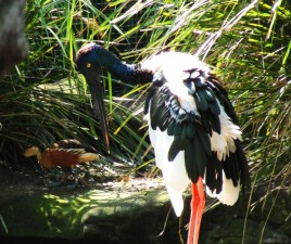 Black-necked Stork (Ephippiorhynchus asiaticus) - Female - Yellow Iris - Yellow Eyes - Stork couple - Valentine Stork