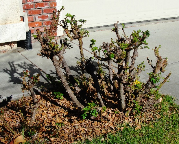 Rose Bush - First Foilage - Winter Rose Growth