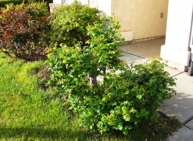 Rose Bush - Early Growth - Winter Rose Growth - Floribunda Rose