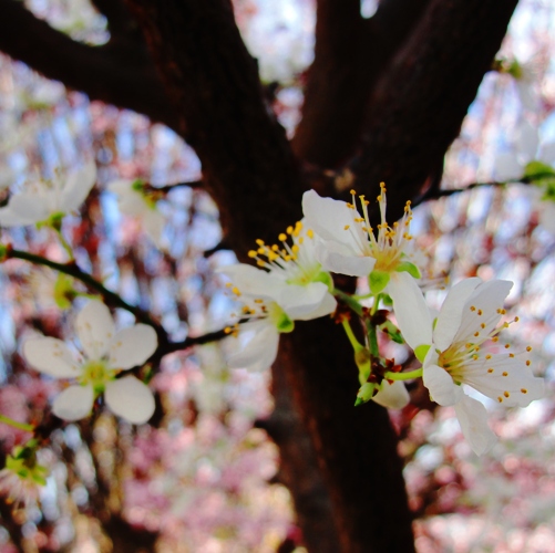 Winter Blossoms - Early Spring - California Winter - White Blossoms