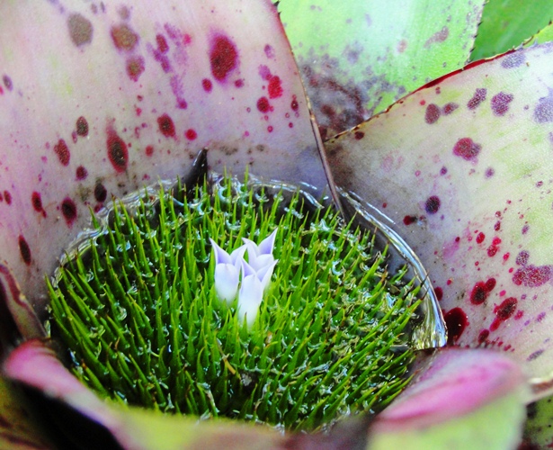 Flowers at the Zoo - Taronga Zoo - Sydney Zoo - Flower Centers