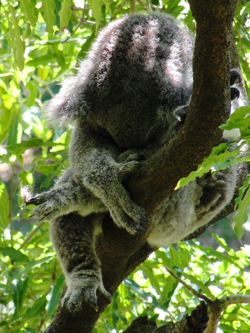 Sleeping Koala - Sydney Zoo - Taronga Zoo - Koala at Zoo