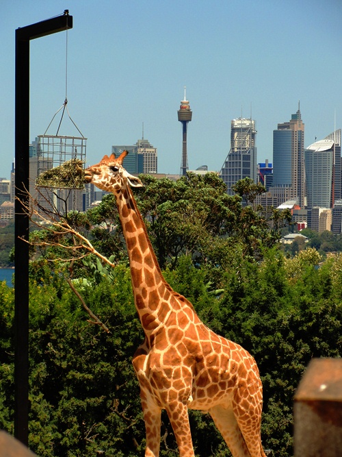 Giraffe at Taronga Zoo - Animal Skyscraper - Giraffe and Skyscrapers - Taronga Zoo