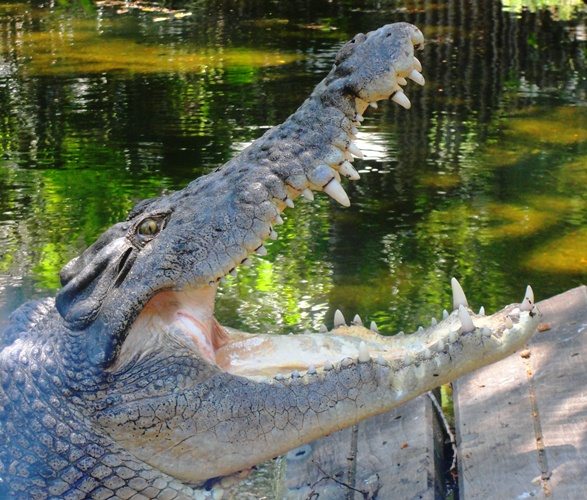 Yawning Crocodile - Salt Water Crocodile - Sydney Zoo - Taronga Zoo