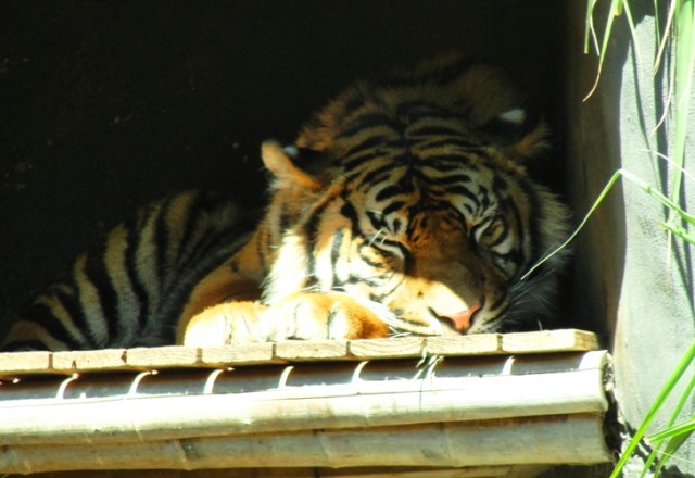 Sumatran Tiger - Sleeping Tiger - Taronga Zoo - Sydney Zoo - Snoozing Tiger