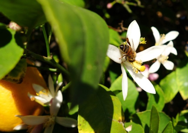 Lemon Tree - Blossoms - Bees - Lemon Blossoms - Pollination