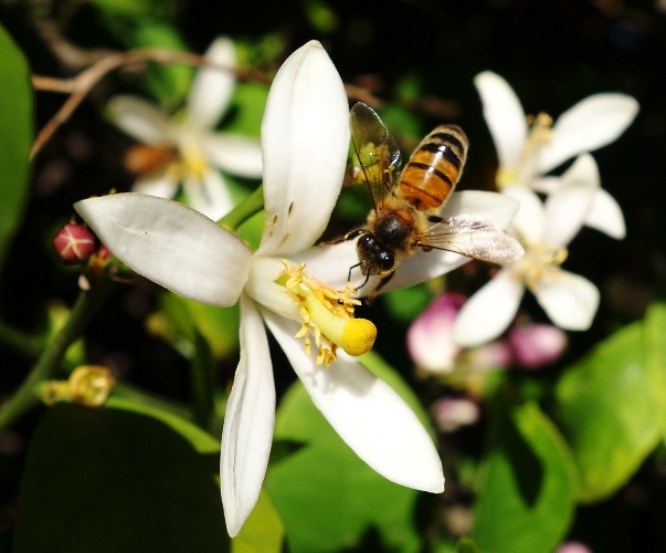 Lemon Tree Blossoms - Bee on Lemon Blossoms - Pollination - Spring time
