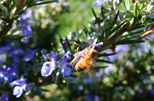 Lavender Bee - Lavender Plant - Honey Bee - Bees and Blossoms - Pollination