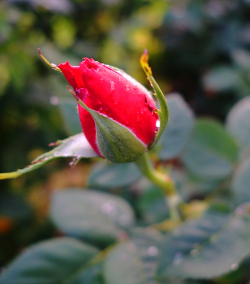 Tropicana Rose Bud - Droplets on Rose Bud - Red Rose Bud 