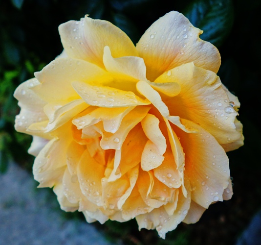 Rain drops on Roses - Yellow Rose - Droplets 