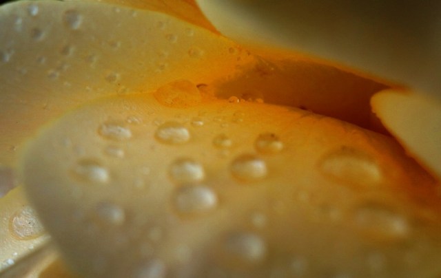 Rose Petal - Rain Drops on Roses - Yellow Rose 