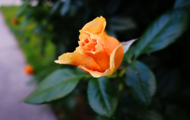 First Roses - Rose Buds - Spring Flowers - Yellow Roses - Orange Roses - Floribunda