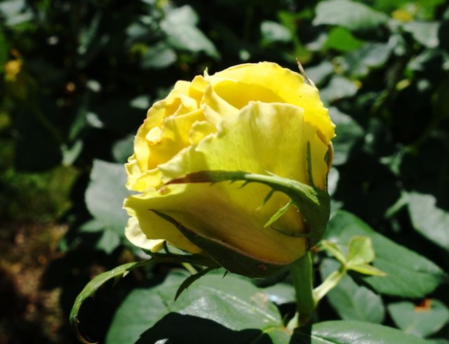 Rose Bud - St. Patrick Hybrid Tea - Rose Bush - Yellow Rose - Green Rose
