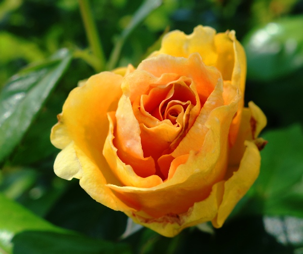 Yellow Floribunda Rose - First Blooms - Yellow Roses - March Roses