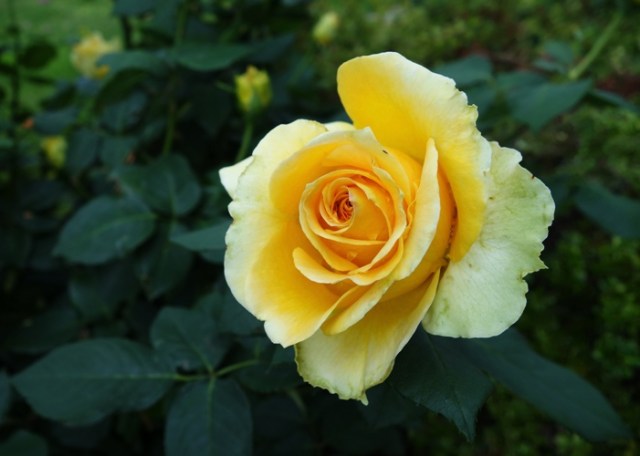 St. Patrick Rose - Rose Bloom Opening - March Flowers