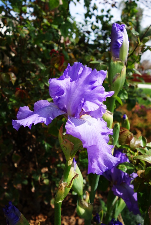 March Iris - Purple Iris - March Flowers - Spring Blooms