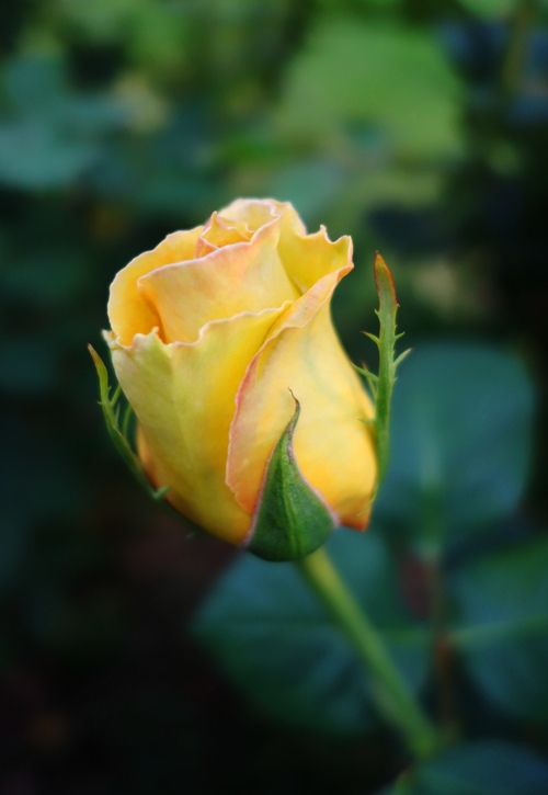 St. Patrick Rose Bud - Yellow Rose - Spring Flowers - March Roses