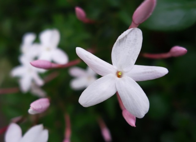 Jasmine blooms - Scented Jasmine - Beautiful flowers, Wonderful fragrance