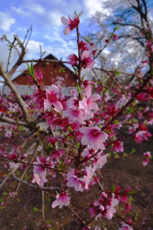 Peach Blossoms - Century Old Peach Tree - Peach Tree - Orchard