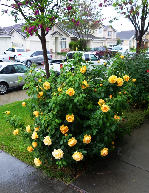 Rainy Day - Rain on Roses - Yellow Roses 