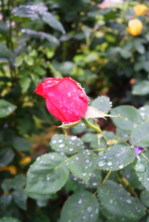 Raindrops on Roses - Tropicana Rose Bud - Drops on Leaves - Rainy Saturday