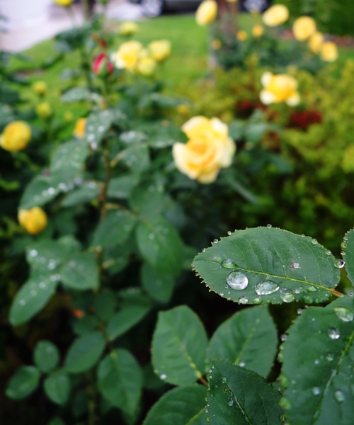 Raindrops on Roses - Rose Leaves - Raindrops - Blooming Roses