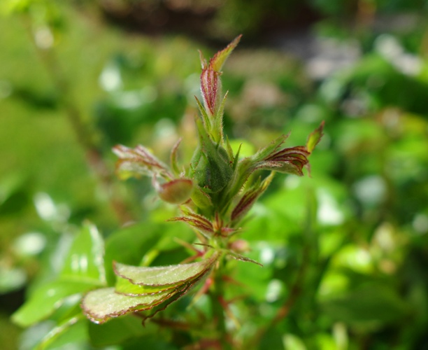 March Rose Bud - Signs of Spring - First Rose Buds