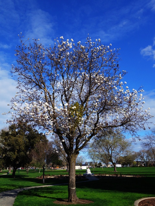Tree with blossoms - Tracy, CA - Library Tree - Park - Signs of Spring