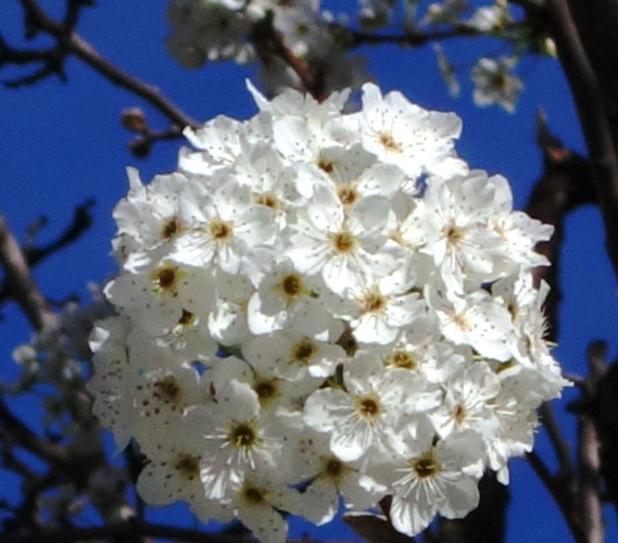 White Blossoms - Blossom Cluster - Maximum Zoom - New Camera Experiment