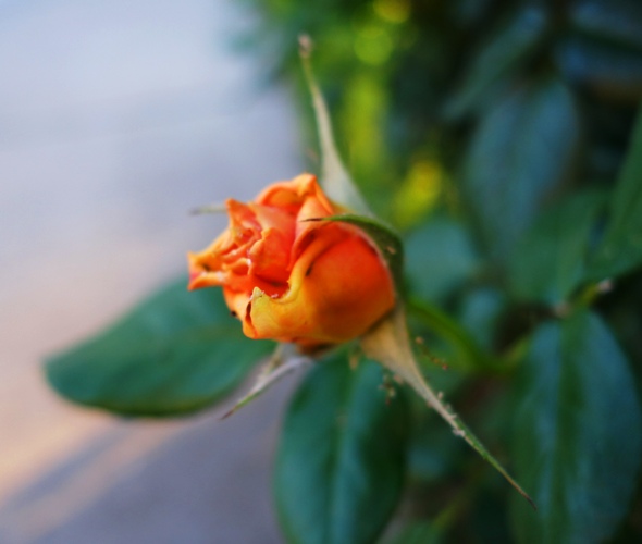 Spring Roses - Orange Rose Bud - Spring Buds - Roses - Floribunda