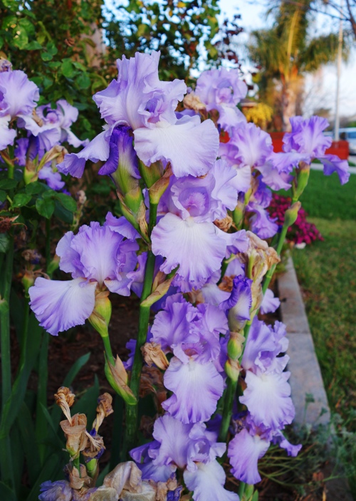 Spring Iris - First Day of Spring - Vernal Equinox - Northward Equinox - Spring