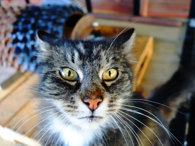 Cat - Feline - Cat Eyes - Tarragon the Cat - Kitty