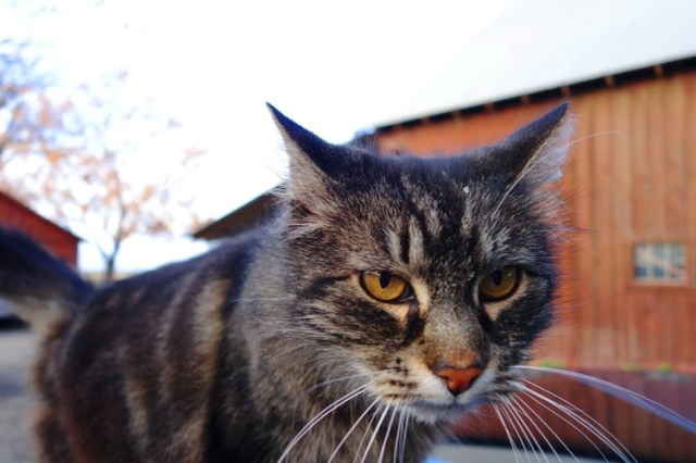 Tarragon the Cat - Barn Cat - Old Barn - White Whiskers