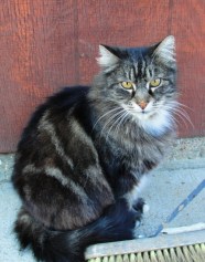 Cat - Barn Cat - Feline - Tarragon - Pretty Cat