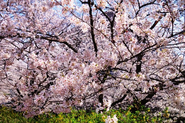 Cherry Blossoms in Tokyo - Japan Cherry Blossoms - Yotsuya Station - New Otani