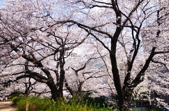 Cherry Blossoms - Tokyo Cherry Blossoms - Old Cherry Trees - Cherry Blossom Time