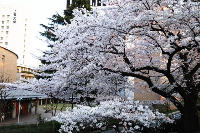 Japanese Cherry Blossoms - Cherry trees blooming - White Blossoms