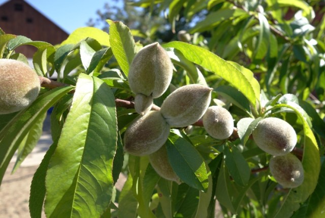Peach Tree - Immature Peaches - Peaches growing - peach fuz - Orchard