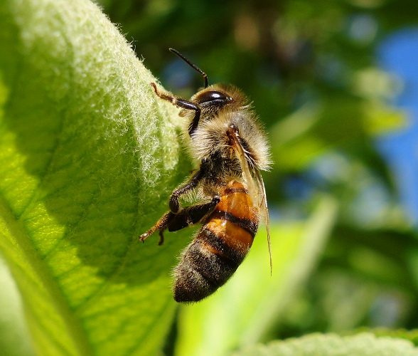 Honey Bee - Fruit Tree - Blossoms - Orange Tree - Bees and Blossoms