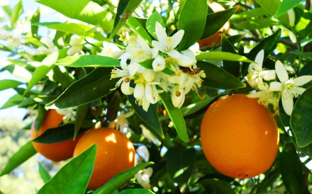 Bees and Blossoms - Orange - Fruit Tree - Honey - Blossoms