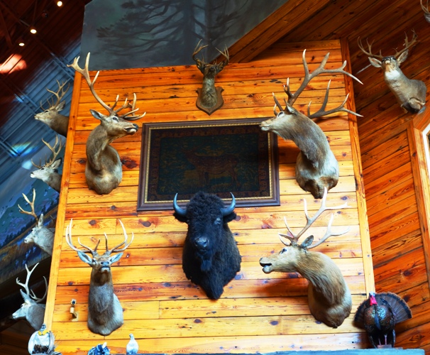 Brag Wall - Taxidermy - Buffalo - Deer - Antlers