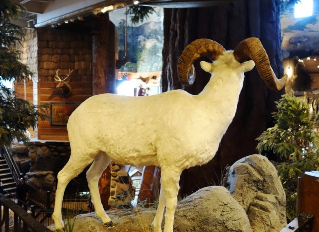  bighorn sheep (Ovis canadensisis) - Bass Pro Shops - Manteca, California - Taxidermy