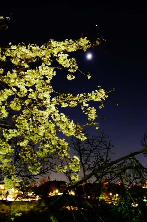 Cherry Blossoms at night - Tokyo - Japanese Cherry Blossoms - Night Scene