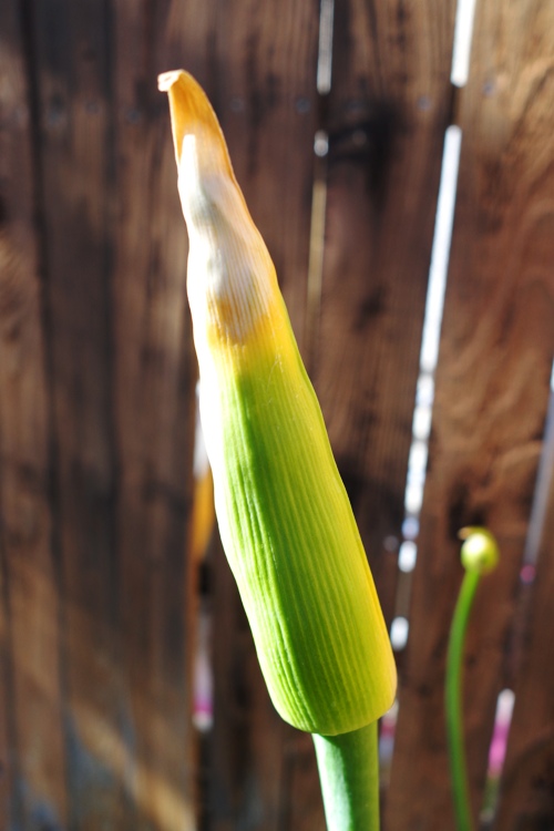 Agapanthus Bloom, Agapanthus Plant, Backyard plants