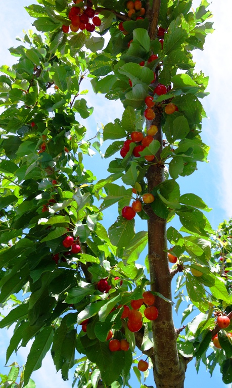 Cherries - Cherry Tree - Cherry Orchard - Ripe Fruit