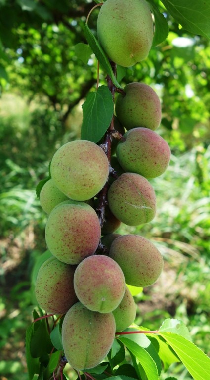 Apricot Orchard - Apricots - Patterson - Apricot Fiesta - Ripening Fruit