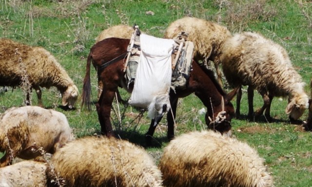 Sheep and Donkey, Turkey, Hittite Capital, Hattusha, Sheep in Field