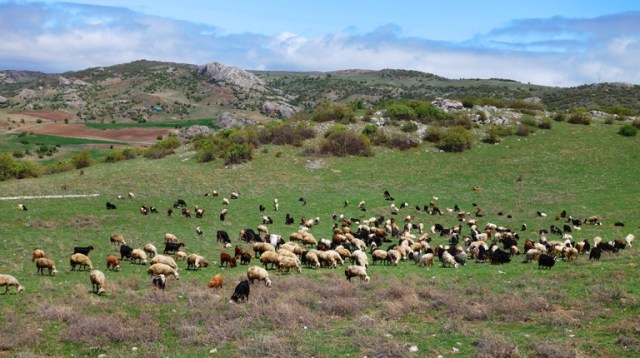 Flock of Sheep, Turkey, Shepherds in the Field, Rod and Staff, Psalm 23