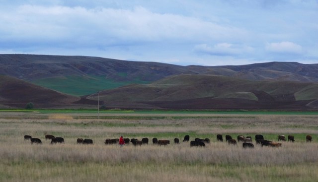 Cattle in Turkey - Cattle herder - Herd of Cattle - Ankara Region